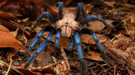 This Amazing Blue Tarantula Is A New Spider Species—but Did Researchers