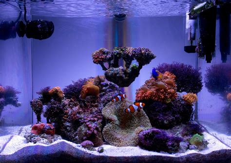 Xellos88s 12 Gallon Bow Front Lps And Soft Coral Nano Reef November