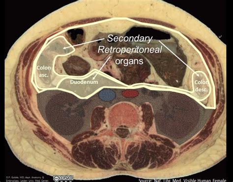 Retroperitoneal Area Anatomy Anatomy Structure