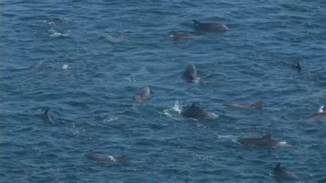 É época do infame massacre de golfinhos na gruta Taiji no Japão