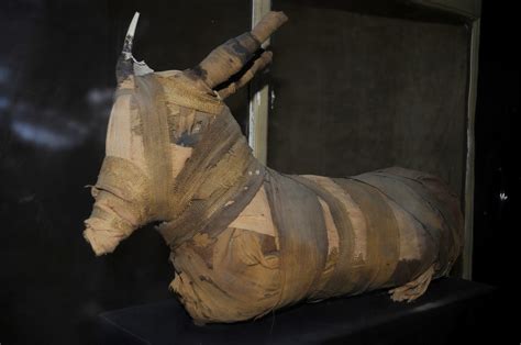 Elephantine Ram Mummy Aswan Pictures Egypt In Global Geography