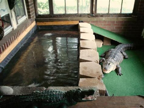 Indoor Gators Reptiles