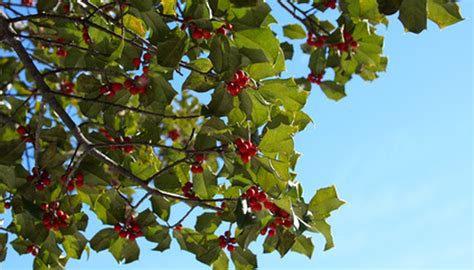 Cotoneaster is a small ornamental shrub, easy to care for and famed for its red berries. Shrubs That Stay Green All Winter | Garden Guides