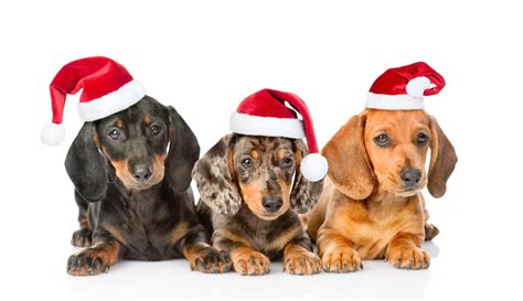 The Twelve Breeds Of Christmas The Dachshund Tevra Pet