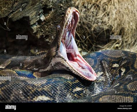 Snake Python Reticulated Mouth Stock Photo Alamy