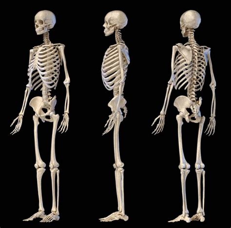 Human Skeleton Full Figure Standing Rear View Stock Photo By