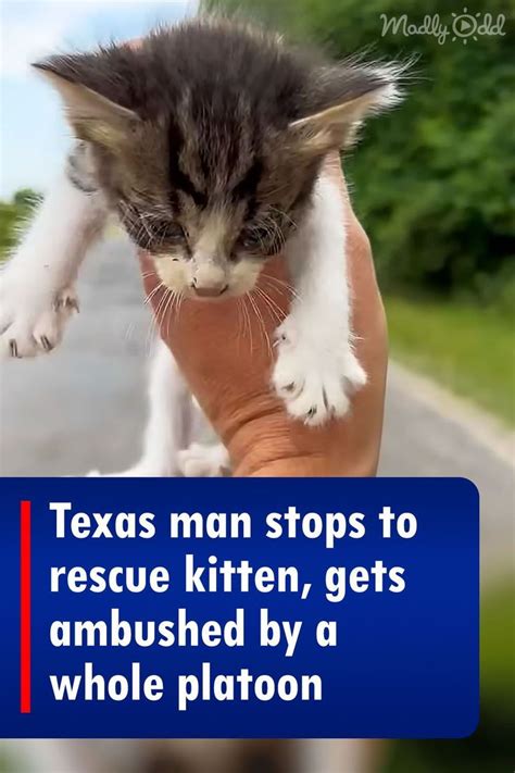 Texas Man Stops To Rescue Kitten Gets Ambushed By A Whole Platoon Kitten Rescue Kitten Cat