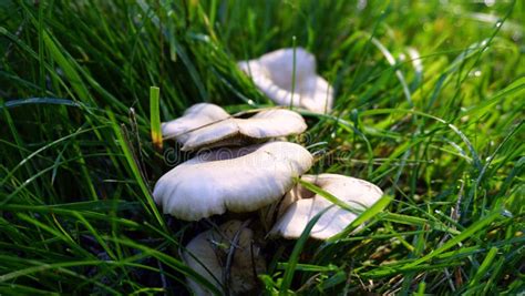 Mushroom Grass Oyster Mushroom Fungus Picture Image 110949936