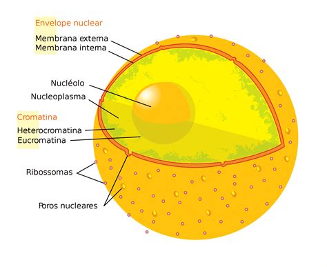 Núcleo Celular O Que é Funções Estrutura Nuclear E Divisão Celular