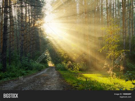 Sunrise Foggy Forest Image And Photo Free Trial Bigstock