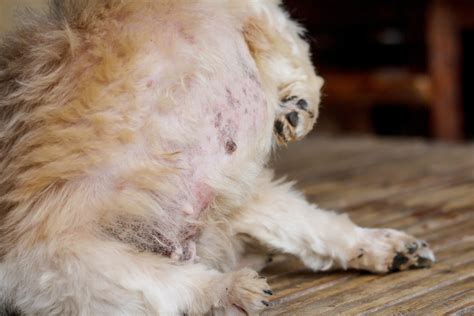 Scabs On Dogs Causes And Treatment For Your Pups Crusty Scabs