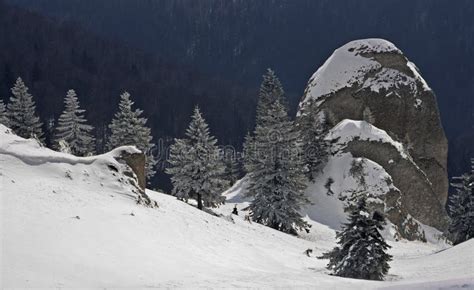 Winter Landscape In The Carpathian Mountains Ciucas Mountains Romania