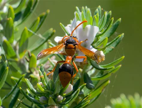 Orange Potter Wasp Eumenes Latreillii The Adult Wasp Feeds Flickr