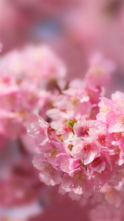 Cherry Blossom 5k Wallpapers Top Free Cherry Blossom 5k Backgrounds
