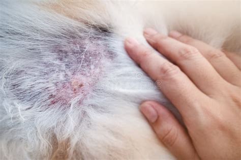 The Dermatitis In Dogshow Disease On Dog Skin Stock Image Image Of Drip Intravenous 150940323
