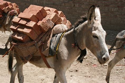 Write And Ride In Honour Of World Donkey Day Please Donate And
