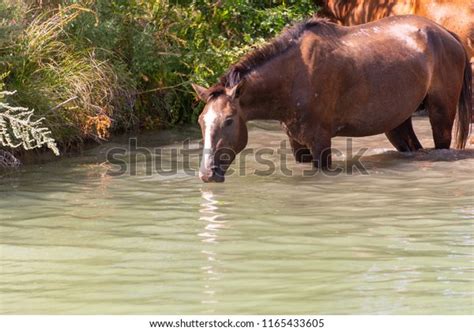 Herd Horses Drink Water Lake Stock Photo 1165433605 Shutterstock