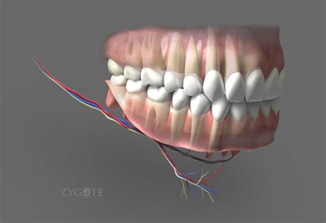 Zygote3d Nerves In Gums Model Teeth Medically Accurate Anatomy
