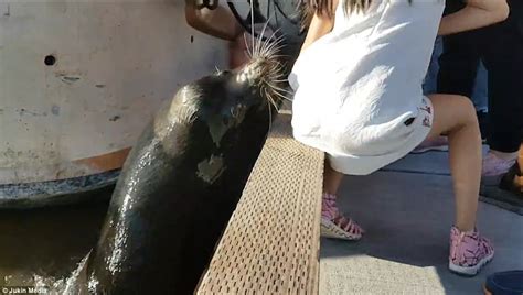 Sea Lion Grabs Girl From Pier And Drags Her Underwater Daily Mail Online