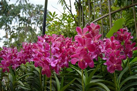 Singapore Orchid Garden A Virtual Visit Travel Breathe Repeat