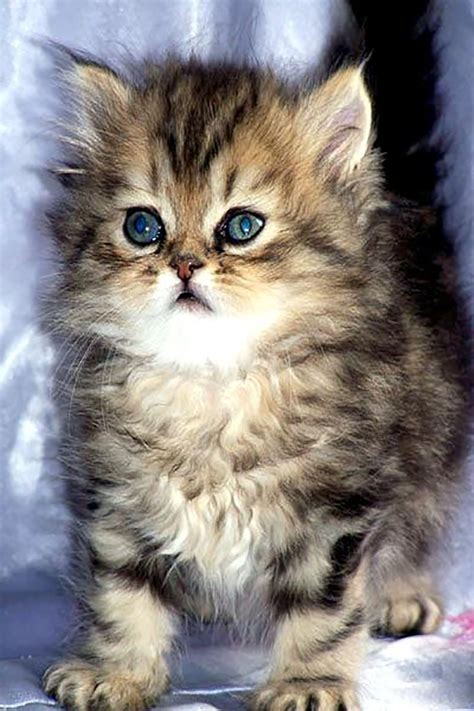 Caterpillar dealers in ma, nh, vt, me, ri and upstate ny. Himalayan Cats For Sale | Brooklyn, NY #248970 | Petzlover
