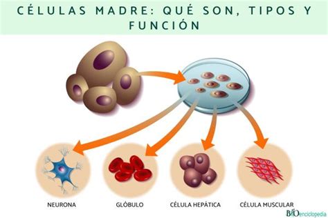 Células Madre Qué Son Tipos Y Función Resumen