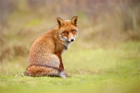 That Look Red Fox Male Photograph By Roeselien Raimond