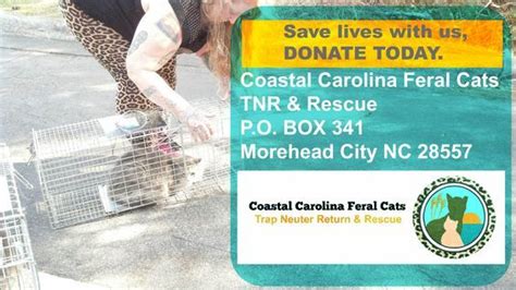Coastal Carolina Feral Cats Tnr Trap Neuter Return And Rescue Is A