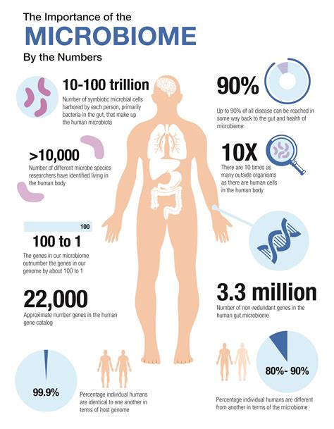 Microbiome Infographic Essential Probiotics