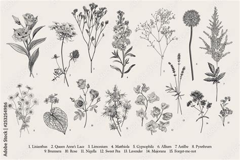 Set Summer Flowers Classical Botanical Illustration Wild And Garden