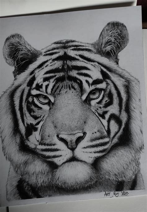 How To Draw A Tiger Realistic Pencil Drawing Youtube