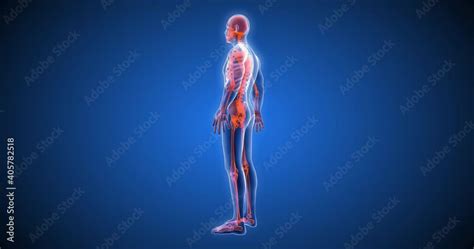 3d Human Body Body Scan Computer Anatomy Body Skeleton X Ray Scan