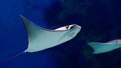 What Are The Adaptations Of A Stingray Sciencing