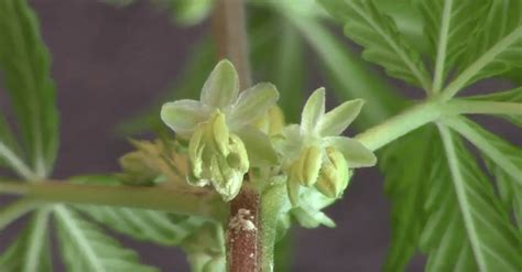 This means a plant develops both male and female flowers in the same individual. Cannabis Plant Anatomy - Spliffseeds