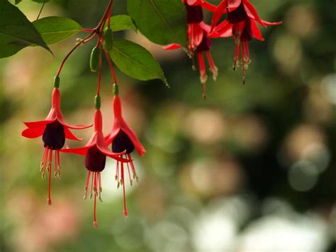 8 Top Varieties Of Fuchsia Flowers