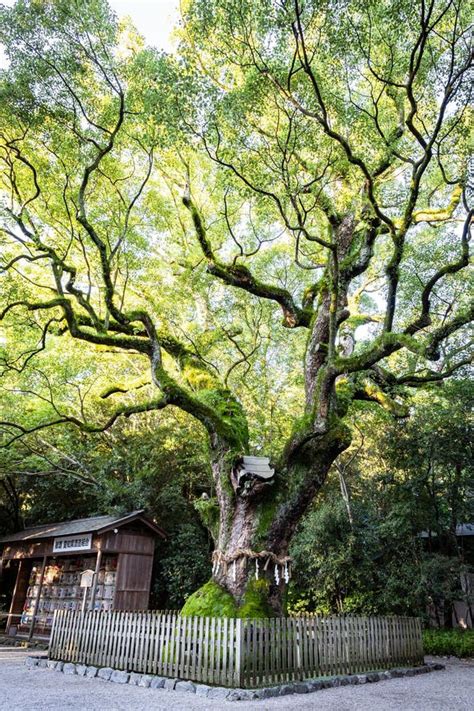 Big Tree At Atsuta Jingu Shrine Nagoya Stock Image Image Of Asia