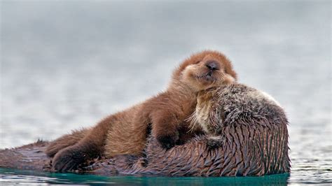 Sea Otter With Pup Prince William Sound Alaska © Alaskastock