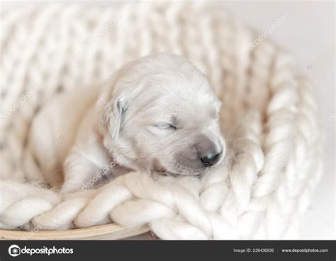 Closeup Of Cute Fluffy Newborn Golden Retriever Puppy Sleeping — Stock