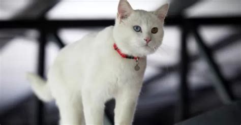 Blue eyed cats are incredibly striking and have captured the hearts of people all over the world. 8 معلومات عن القطط البيضاء الجميلة بالصور - سحر الكون