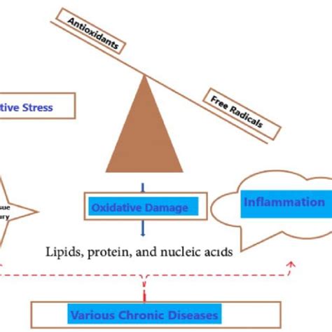 Oxidative Stress And Inflammation Download Scientific Diagram