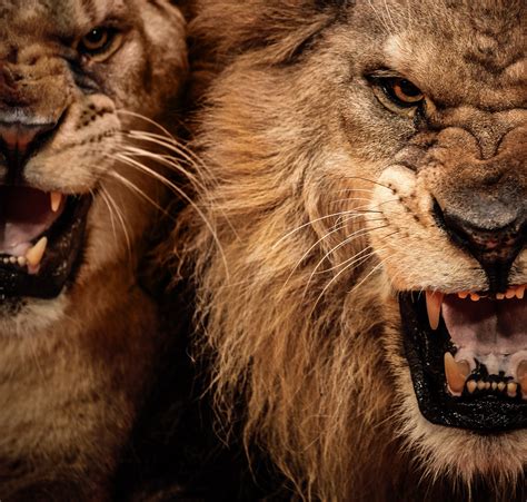 Lion Roar Safaris Nelspruit Aktuelle Lohnt Es Sich Mit Fotos