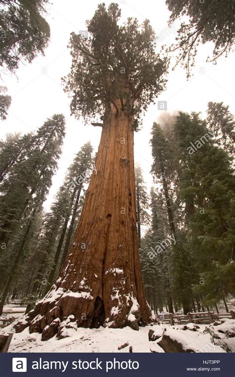 General Sherman A Giant Sequoia Tree In Giant Sequoia National Park