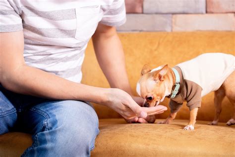 4 Tips For Caring For A Small Dog