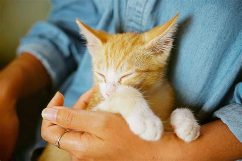 Cat Person Holding Orange Tabby Kitten Jeju Do Image Free Stock Photo