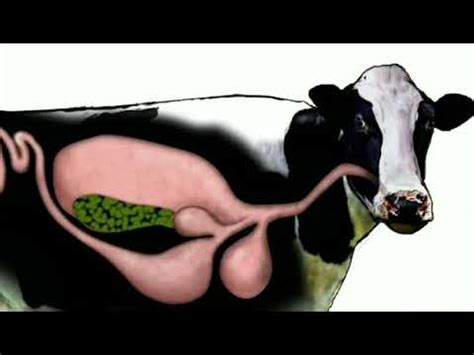 So, here is answer for a query how many stomachs does a cow have? Do cows have four stomachs ? - YouTube