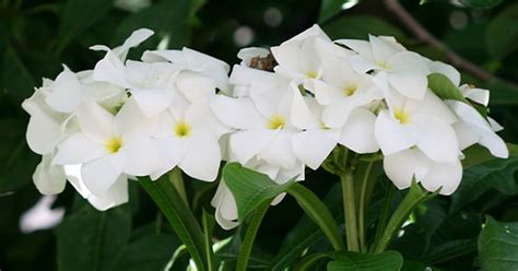 Leaves turning yellow and falling off tips / growing frangipani how to grow and care of champa plant/plumeria plant.champa/plumeria plant ki care kese kare. Did you know famous champa plant ? Yes, its Plumeria ...