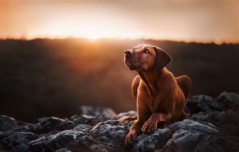 Free Download Hd Wallpaper Adult Tan Redbone Coonhound Rhodesian