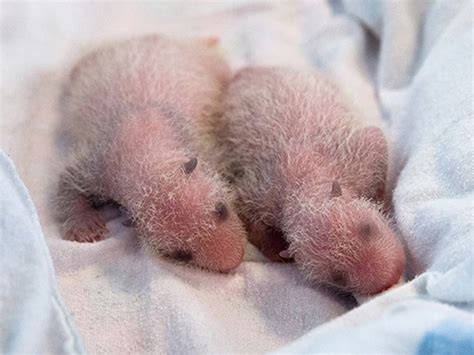 Indescribably Beautiful Public Names Twin Giant Panda Cubs Nbc News