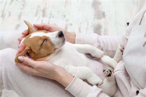 Have you ever noticed your puppy breathing fast while sleeping? Why Does My Dog Sleep So Close To Me? - ModernDayPets