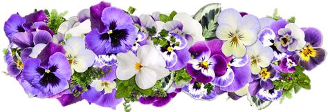 Цветы Украшение Цветочная Линия Бесплатное изображение на Pixabay